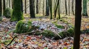 Kamienne ślady dawnych bogów. Mazurskie głazy, które pamiętają czasy Prusów