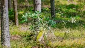 Letni las w okolicach Kruklina, sierpień 2021 r. - zdjęcie 32