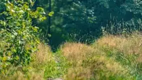 Letni las w okolicach Kruklina, sierpień 2021 r. - zdjęcie 5