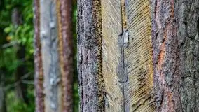 Mazurskie grzyby, fotogaleria bez wybrzydzania  - zdjęcie 7