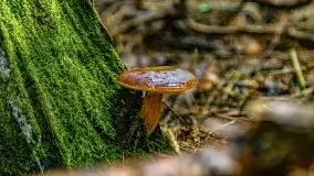 Mazurskie grzyby, fotogaleria bez wybrzydzania  - zdjęcie 1