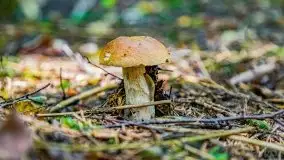 Mazurskie grzyby, fotogaleria bez wybrzydzania  - zdjęcie 13