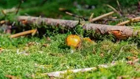 Mazurskie grzyby, fotogaleria bez wybrzydzania  - zdjęcie 40