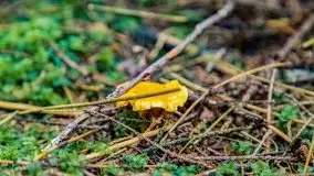 Mazurskie grzyby, fotogaleria bez wybrzydzania  - zdjęcie 29