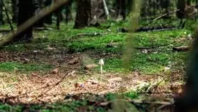 Mazurskie grzyby, fotogaleria bez wybrzydzania  - zdjęcie 37