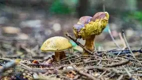 Mazurskie grzyby, fotogaleria bez wybrzydzania  - zdjęcie 44