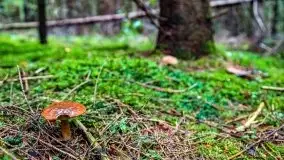 Mazurskie grzyby, fotogaleria bez wybrzydzania  - zdjęcie 33