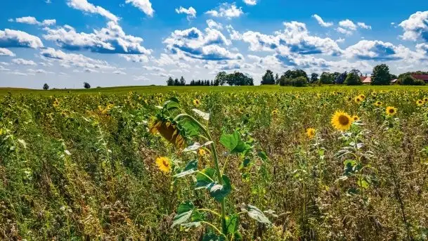 Mazurskie słoneczniki, sierpień 2021 - zdjęcie 3