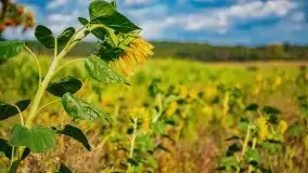 Mazurskie słoneczniki, sierpień 2021 - zdjęcie 19