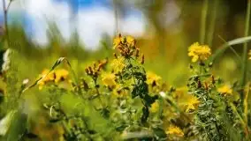 Mazurskie słoneczniki, sierpień 2021 - zdjęcie 18