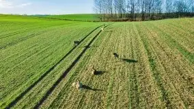 Sarny na mazurskich bezdrożach i polach - zdjęcie 3