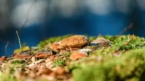 Zimowe migawki z puszczy Boreckiej, luty 2022 r. - zdjęcie 12