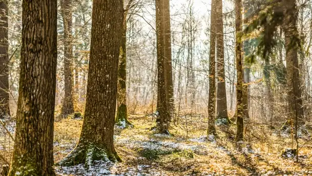 Zimowe migawki z puszczy Boreckiej, luty 2022 r. - zdjęcie 6