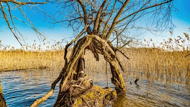 Jezioro Ołów w pierwszych dniach wiosny - zdjęcie 11