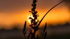 Zachód słońca nad jeziorem Dejgunek, lipiec 2023 r. - zdjęcie 24