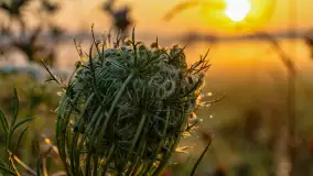 Wschód słońca we wsi Pożarki, wrzesień 2023 r. - zdjęcie 41