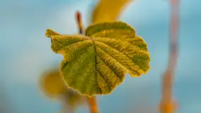 Wschód słońca nad jeziorem Dobskim, listopad 2023 r. - zdjęcie 32