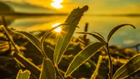 Wschód słońca nad jeziorem Dobskim, listopad 2023 r. - zdjęcie 55