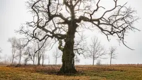 Mgliste Mazury, luty 2024 r. - zdjęcie 30