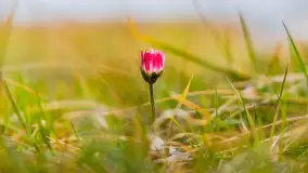 Wschód słońca nad jeziorem Kisajno, port AWF - zdjęcie 12