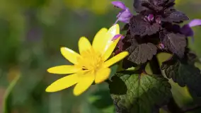 Mamy dowody na rozkwit wiosny na Mazurach, końcówka marca 2024 r. - zdjęcie 31