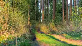 Wiosna i zachód słońca na półwyspie Kula, kwiecień 2024 r. - zdjęcie 23