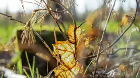 Wiosna i zachód słońca na półwyspie Kula, kwiecień 2024 r. - zdjęcie 12