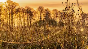 Mazurskie pajęczyny o wschodzie słońca nad jeziorem Dobskim - zdjęcie 1