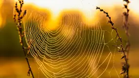 Mazurskie pajęczyny o wschodzie słońca nad jeziorem Dobskim - zdjęcie 23