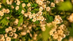 Mazury w wieczornych promieniach słońca, maj 2024 r. - zdjęcie 11