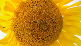 Mazurskie słoneczniki, sierpień 2024 r. - zdjęcie 12