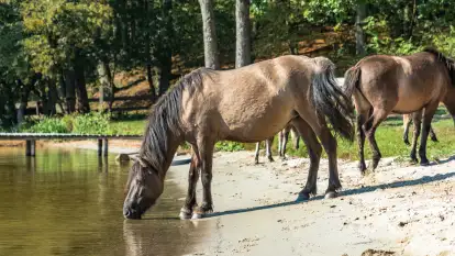 Koniki Polskie na bindudze Tarpan II, wrzesień 2024 r.