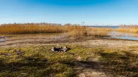 Półwysep Szeroki Ostrów, marzec 2025r. - zdjęcie 6