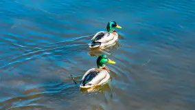 Wiosna w Mrągowie, końcówka marca 2023 r. - zdjęcie 39