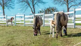 Koniki Polskie w Stacji Badawczej w Popielnie, kwiecień 2026 r.
