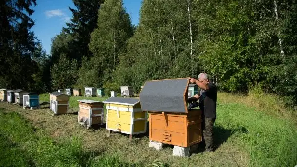 Zdjęcia: Odwiedzamy leśną pasiekę, czyli Mazury na słodko - zdjęcie 6