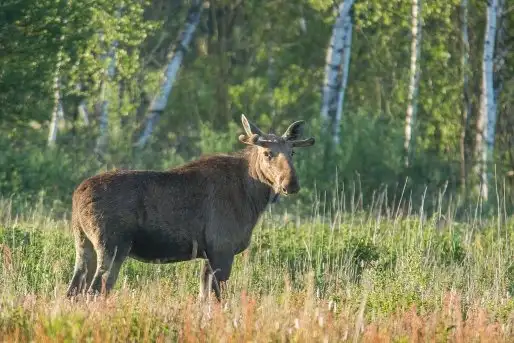 Ssak z rodziny jeleniowatych na zdjęciach Jana Olchówki - zdjęcie 9