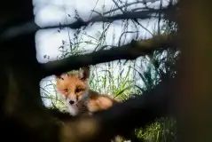 Lisy na Mazurach - zdjęcie 87