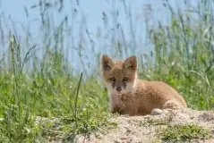 Lisy na Mazurach - zdjęcie 85