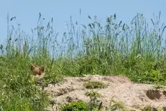 Lisy na Mazurach - zdjęcie 83