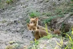 Lisy na Mazurach - zdjęcie 49