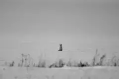 Lisy na Mazurach - zdjęcie 26