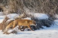 Lisy na Mazurach - zdjęcie 18