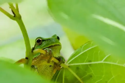 Mazurska rzekotka drzewna na zdjęciach Jana Olchówki - zdjęcie 5