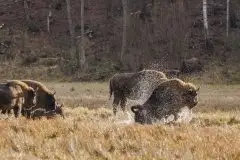 Mazurskie żubry na zdjęciach Janka Olchówki - zdjęcie 12