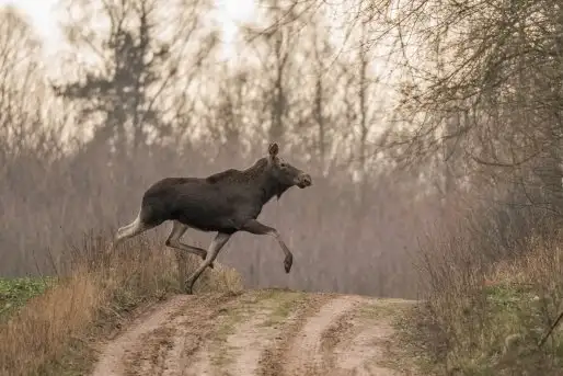 Zdjęcia: Mazurska wiosna na zdjęciach Janka Olchówki - zdjęcie 8