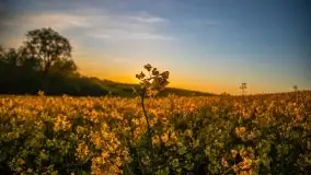 Złoto w kolorach słońca i rzepaku, maj 2020.r - zdjęcie 17