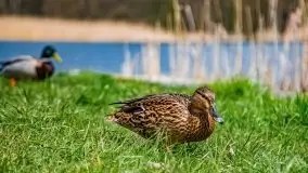 Mazurskie kanały gotowe do przeprawy, kwiecień 2021 - zdjęcie 25