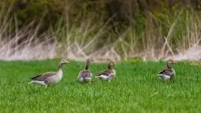 Majowy wieczór z mazurską przyrodą - zdjęcie 5