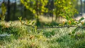 Mazur nie tylko szumem jeziora kuszą... zobaczcie wiosenną łąkę - zdjęcie 20